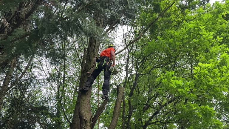 Best Fruit Tree Pruning  in Aust, IN